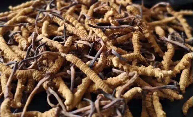 新鮮冬蟲夏草怎么保存，鮮草怎么吃？