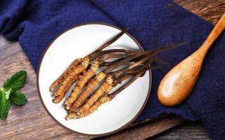 冬蟲夏草有何藥用價值，蟲草有啥子作用