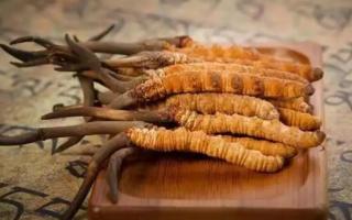 冬蟲夏草是新的好還是陳的好，冬蟲夏草是新鮮的好還是曬干的好