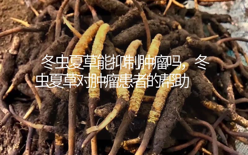 冬蟲夏草能抑制腫瘤嗎？冬蟲夏草對腫瘤患者的幫助