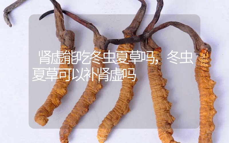 腎虛能吃冬蟲夏草嗎，冬蟲夏草可以補(bǔ)腎虛嗎？