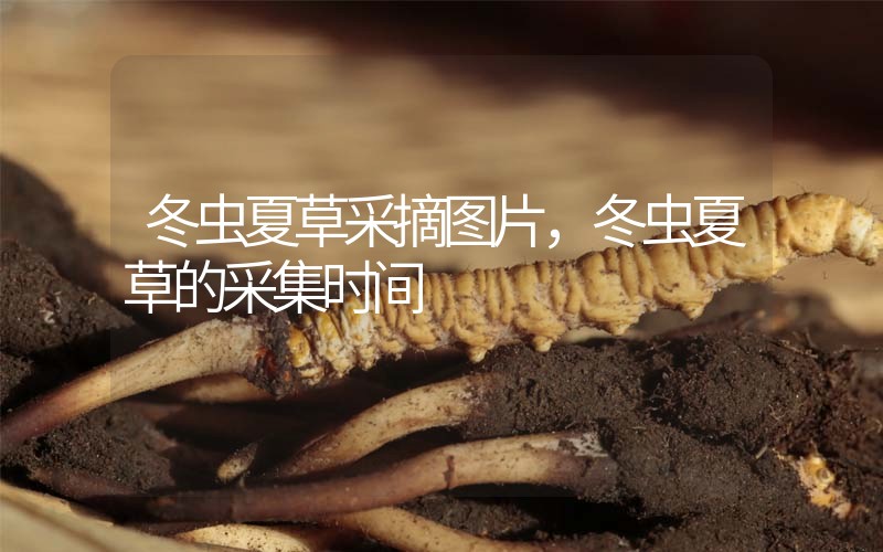 冬蟲夏草采摘圖片，冬蟲夏草的采集時(shí)間