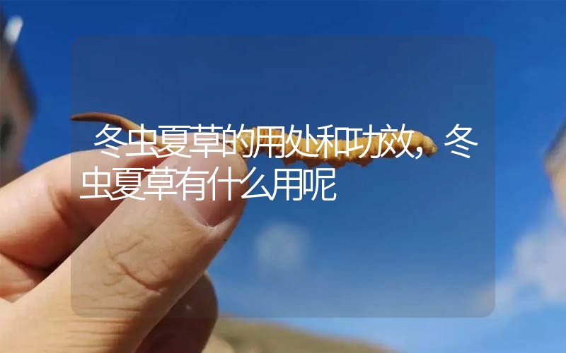 冬蟲夏草的用處和用法，冬蟲夏草有什么用呢