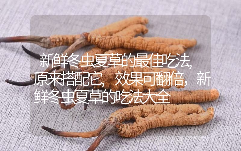 新鮮冬蟲(chóng)夏草的最佳吃法,原來(lái)搭配它,效果可翻倍，新鮮冬蟲(chóng)夏草的吃法大全