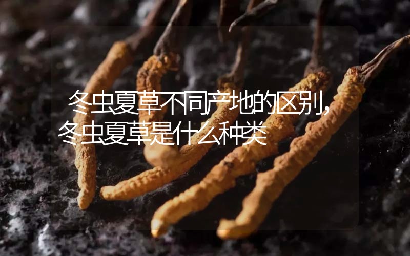 冬蟲夏草不同產(chǎn)地的區(qū)別，冬蟲夏草是什么種類