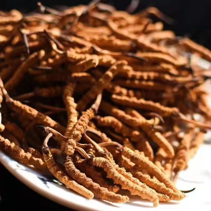 冬蟲夏草為什么這么貴呢？有便宜的能買嗎