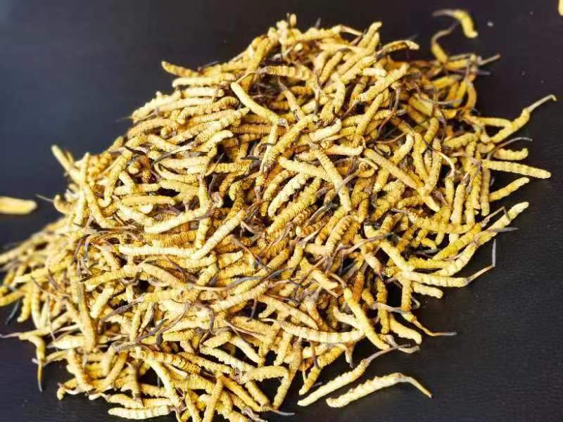 冬蟲夏草哪幾種食用方法比較好呢？推薦幾種參考