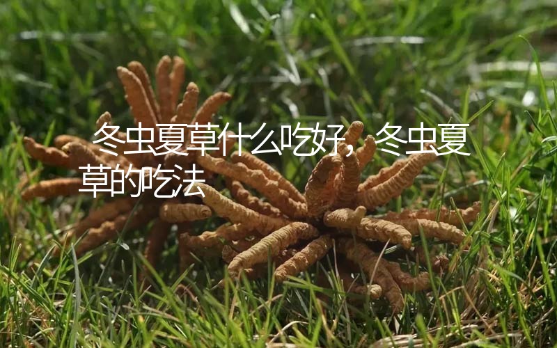 冬蟲(chóng)夏草什么吃好，冬蟲(chóng)夏草的吃法