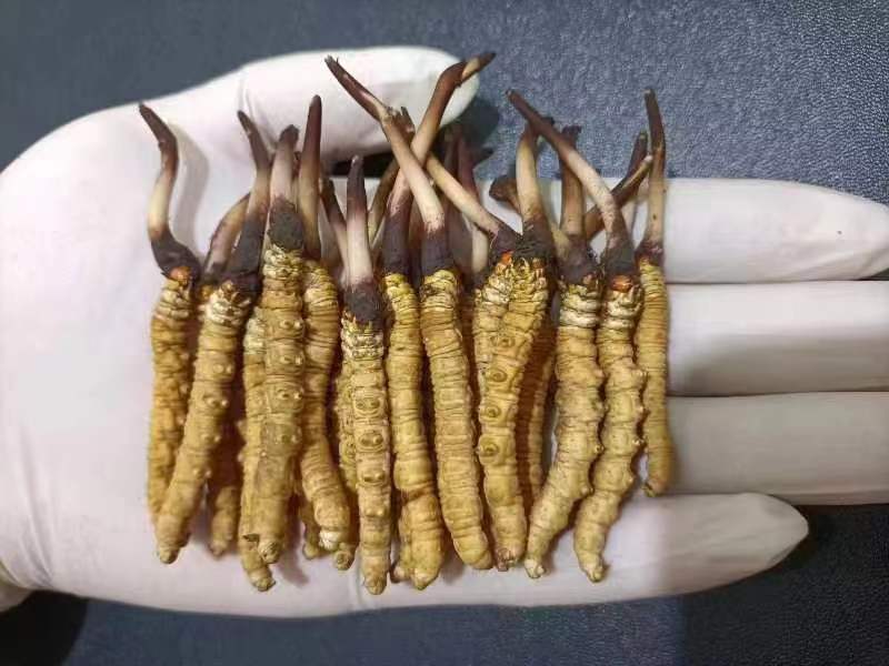 西藏那曲的冬蟲夏草多少錢一克呢？如何判斷真假
