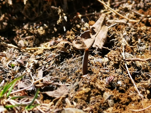 冬蟲夏草是蟲子還是草呢？它是如何生長(zhǎng)的