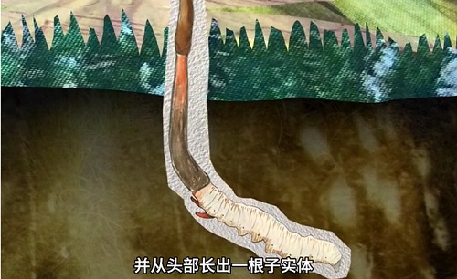 冬蟲夏草到底是蟲還是草？你猜到了嗎？