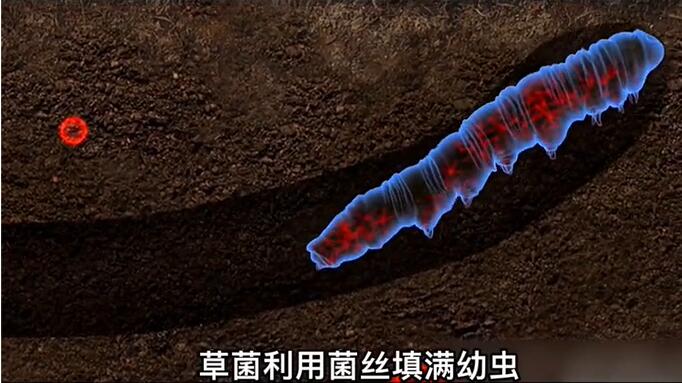 神奇的冬蟲夏草為什么能從蟲子變成草？它到底是怎么形成的呢？