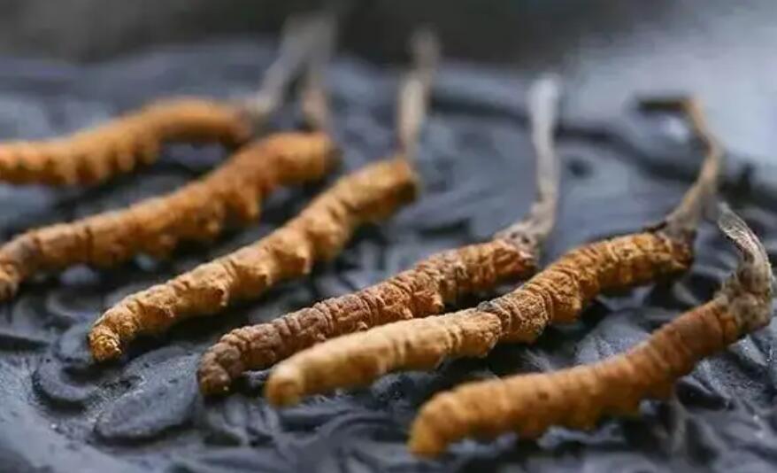 頭期冬蟲(chóng)夏草、中期蟲(chóng)草和末期蟲(chóng)草，應(yīng)該如何選擇？