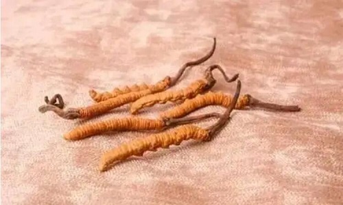 哪個產地的冬蟲夏草營養(yǎng)價值高,哪里的蟲草更好？