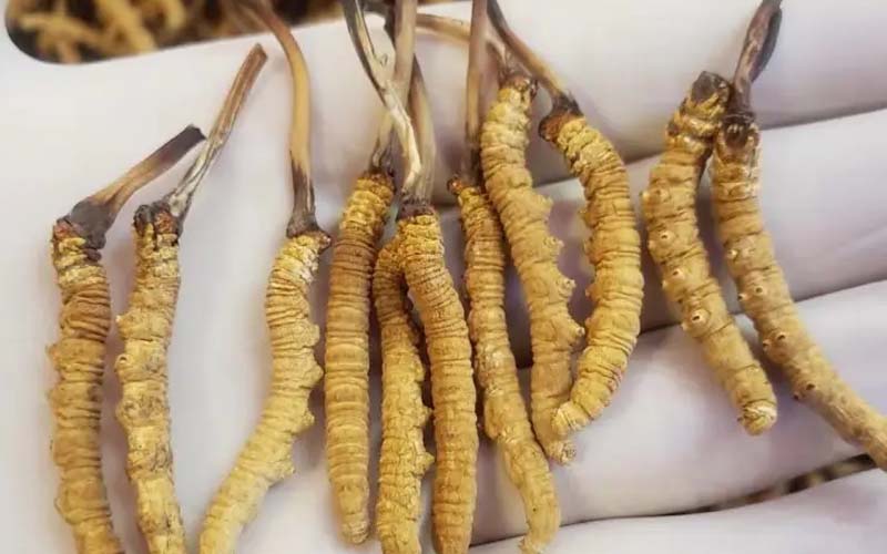 吃冬蟲夏草會過敏嗎？冬蟲夏草禁忌！