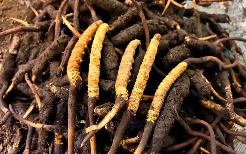 冬蟲夏草的鑒別方法有哪些？