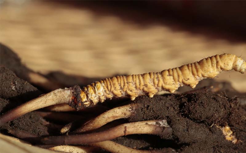 冬蟲夏草食用方法有哪些推薦？蟲草怎么吃？