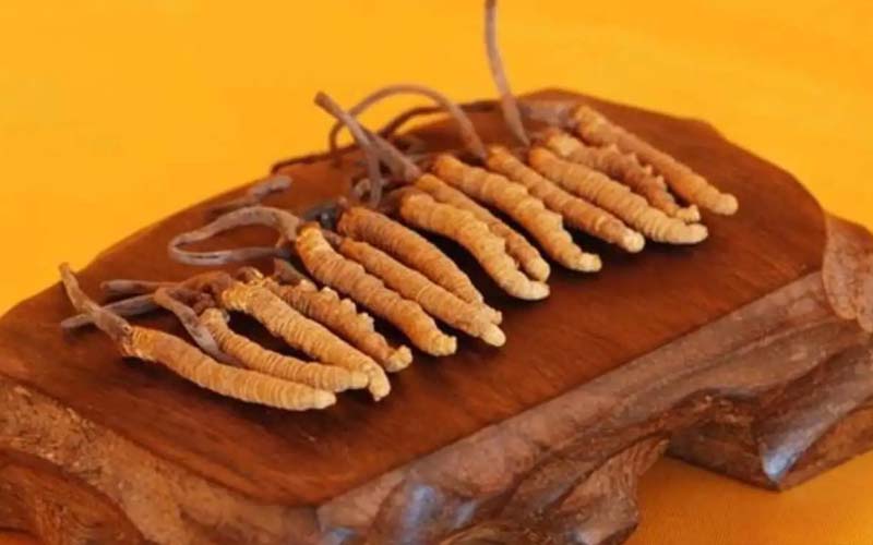 冬蟲夏草需要每天吃嗎?冬蟲夏草一天吃多少？