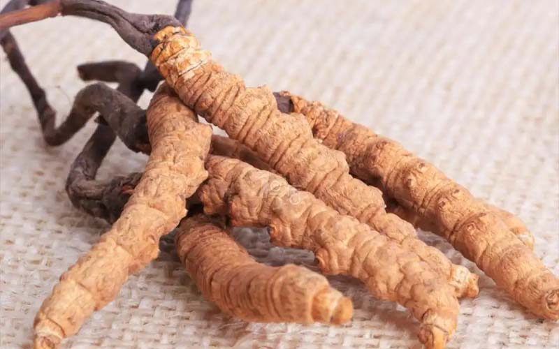 感冒能吃冬蟲夏草嗎?(感冒了怎么服用蟲草？)