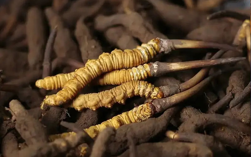 蟲(chóng)夏草不能和什么食物一起吃(冬蟲(chóng)夏草不宜于哪些藥材一起使用)