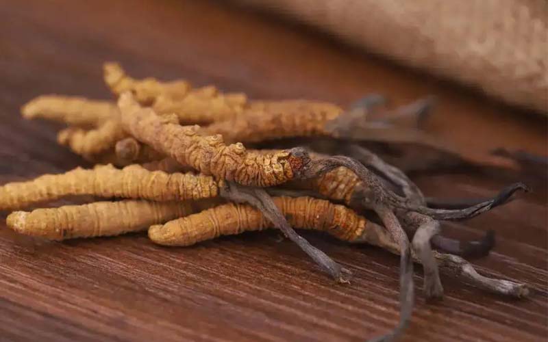 西藏的冬蟲(chóng)夏草作用如何？