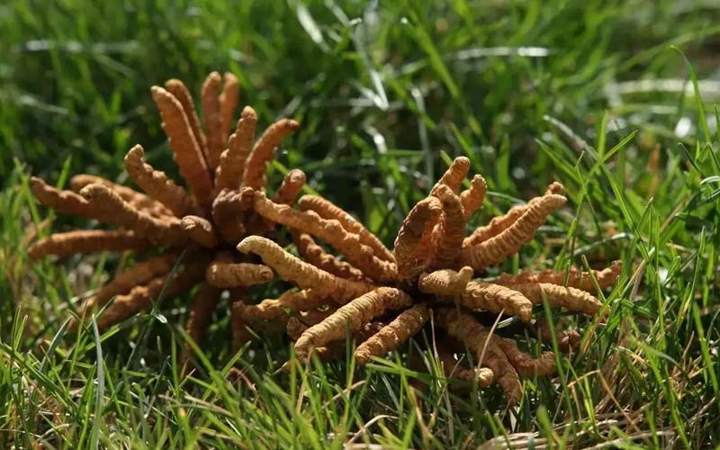 冬蟲夏草產(chǎn)地簡(jiǎn)介?