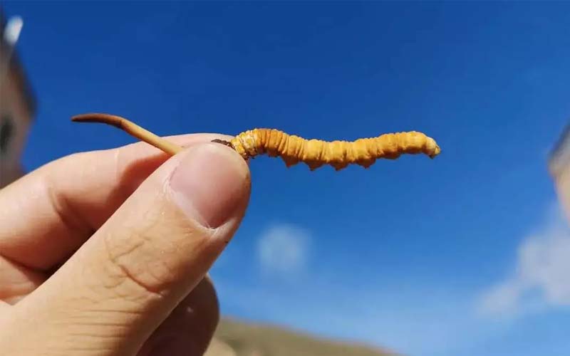 冬蟲(chóng)夏草對(duì)慢性肝炎的作用?