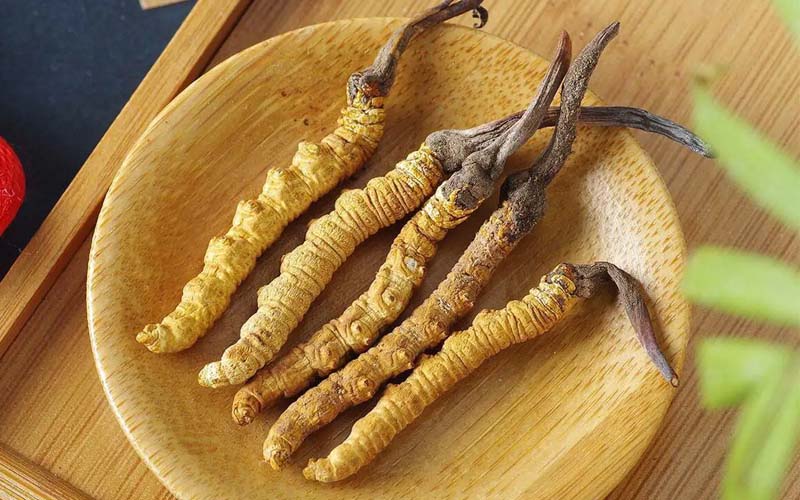 冬蟲夏草作用可以調(diào)節(jié)身體肝臟功能嗎？