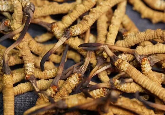 蟲草和冬蟲夏草區(qū)別，冬蟲夏草跟涼山蟲草的區(qū)別