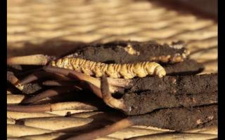 冬蟲夏草“冬補三九，夏補三伏”