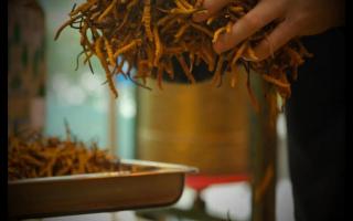 常見(jiàn)的六種不合格的冬蟲(chóng)夏草，一定要會(huì)分辨