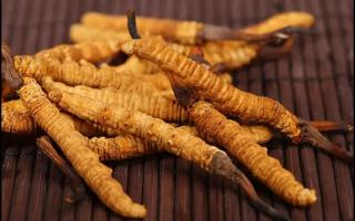 冬蟲(chóng)夏草為何要購(gòu)買新草？