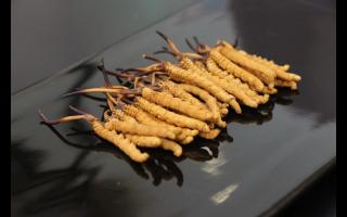 金蟬花能替代冬蟲夏草嗎？