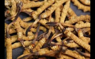 全網較全的冬蟲夏草常識：起源、分類、特點……