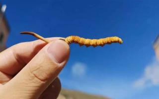 警惕假貨，如何正確鑒別優(yōu)質(zhì)冬蟲夏草？