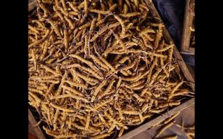 了解一下：冬蟲夏草的產(chǎn)地和采摘方式！