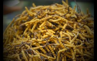 各個產(chǎn)地的冬蟲夏草都有何區(qū)別！