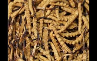 高品質(zhì)冬蟲(chóng)夏草，全程人工采挖值得信賴！