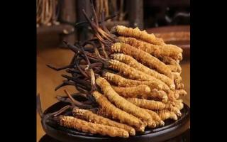 冬蟲(chóng)夏草純粉片的制作方法是什么？