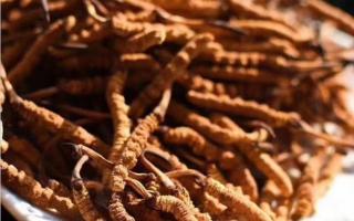 冬蟲夏草如何用花椒來保存？能保存多久？