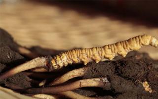 為什么所謂的人工冬蟲(chóng)夏草都是假的？