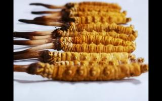 冬蟲夏草里為何會有斷草、牙簽草、癟草之類的！