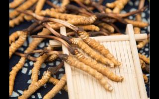 相同大小規(guī)格的冬蟲(chóng)夏草 為何子座有長(zhǎng)有短！