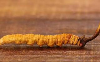 冬蟲夏草都分為哪幾個等級？有何不同？