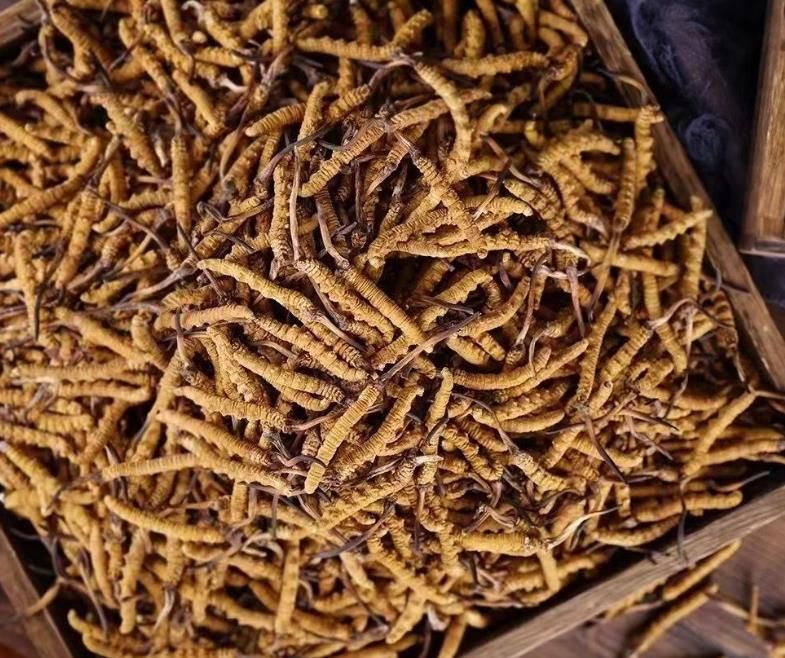 冬蟲夏草和白蟲草有什么區(qū)別？