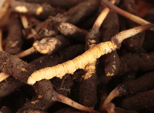 野生冬蟲(chóng)夏草生長(zhǎng)主要分為4個(gè)階段