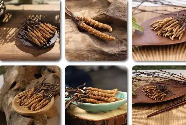 冬蟲夏草和白蟲草有什么區(qū)別？