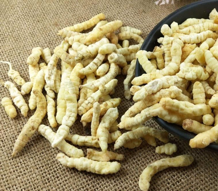 冬蟲夏草和白蟲草有什么區(qū)別？