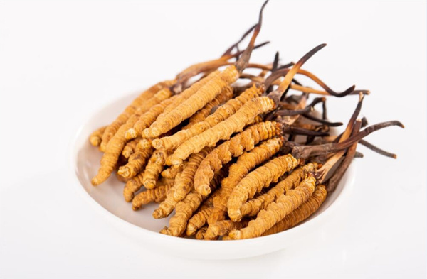 冬蟲夏草和夾脊魚搭配怎么吃？