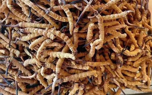 冬蟲(chóng)夏草可以和番石榴一起吃嗎？